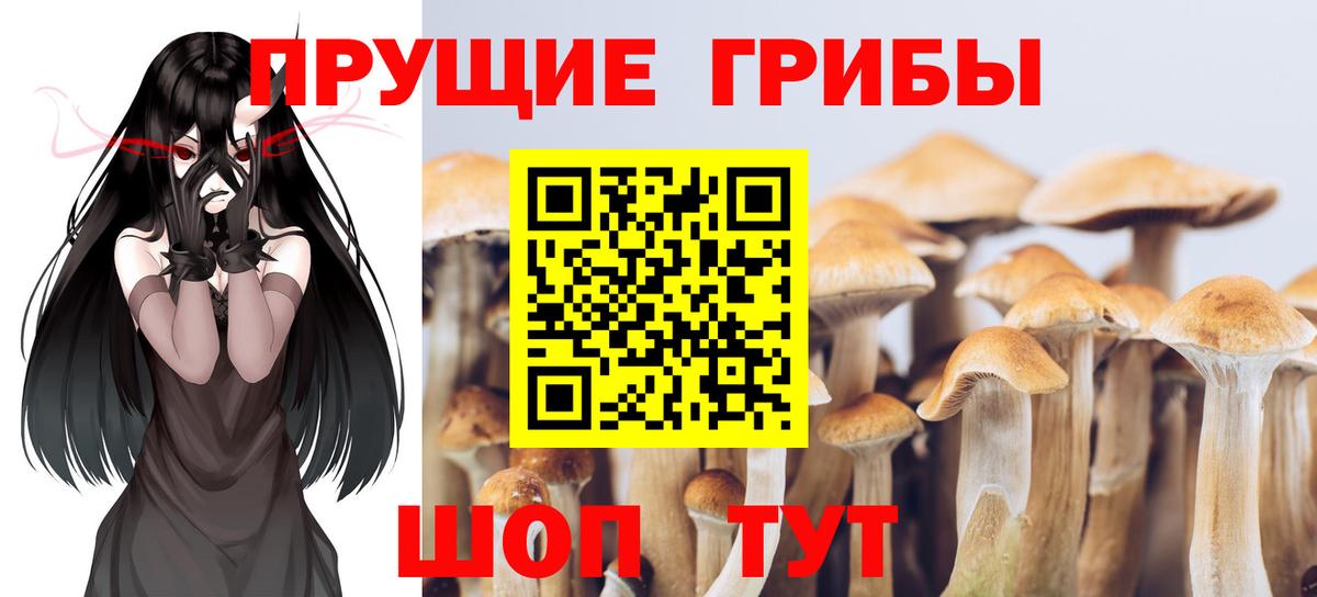 Псилоцибиновые грибы Psilocybine cubensis Шарыпово